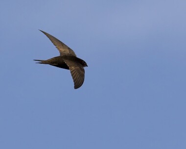 swift240509 Common Swift Castletown, Isle of Man