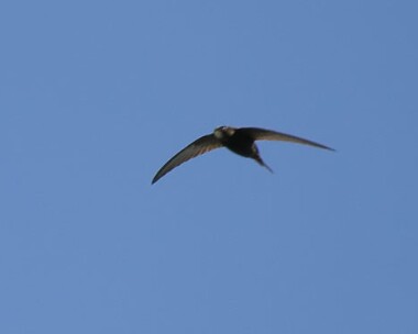 swift3 Common Swift Castletown, Isle of Man