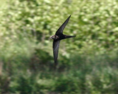 swift4 Common Swift Knowsley, Merseyside