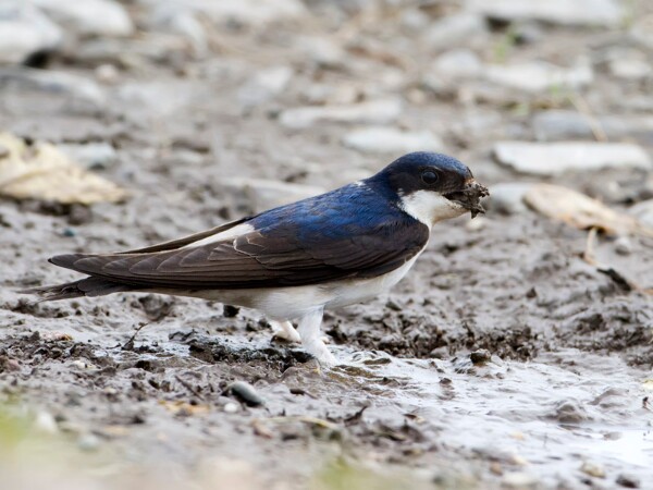 House Martin