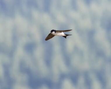 housemartin010718 House Martin Mull, Scotland