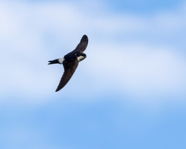 housemartin060823 House Martin Castletown, Isle of Man