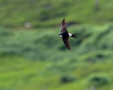 housemartin280623 House Martin Loch Quioch, Scotland