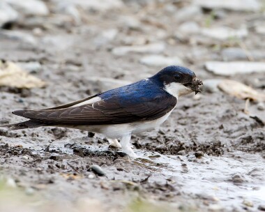 housemartin290511 House Martin Derbyhaven, Isle of Man