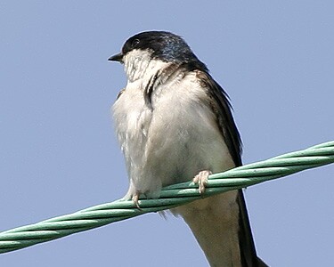 housemartin3 House Martin The Phurt, Isle of Man