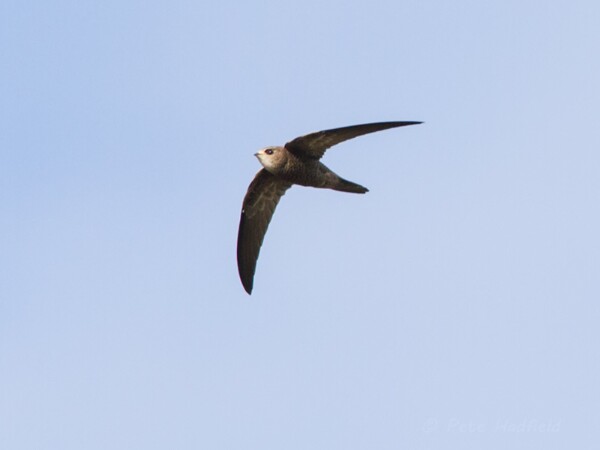 Pallid Swift