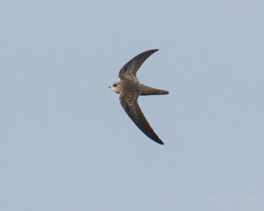 pallidswift221013b Pallid Swift Winterton, Norfolk