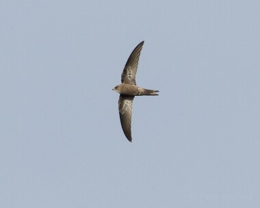 pallidswift221013c Pallid Swift Winterton, Norfolk