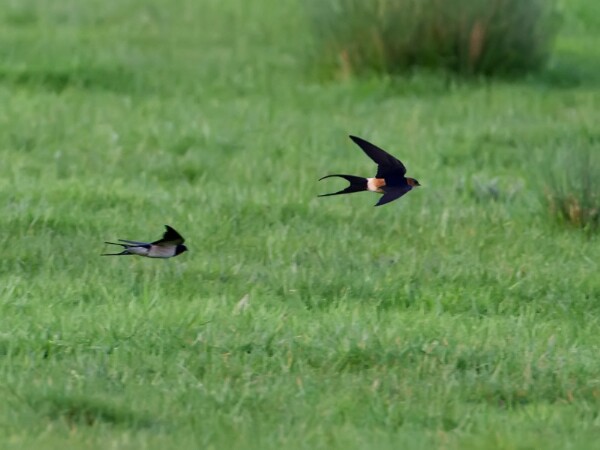 Red-rumped Swallow
