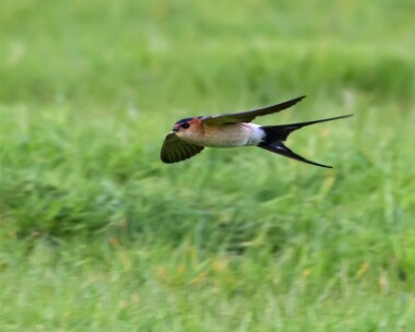 redrumpedswallow100512b Red-rumped Swallow Blakeney, Norfolk