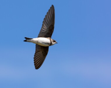 sandmartin140525 Sand Martin Point of Ayre, Isle of Man