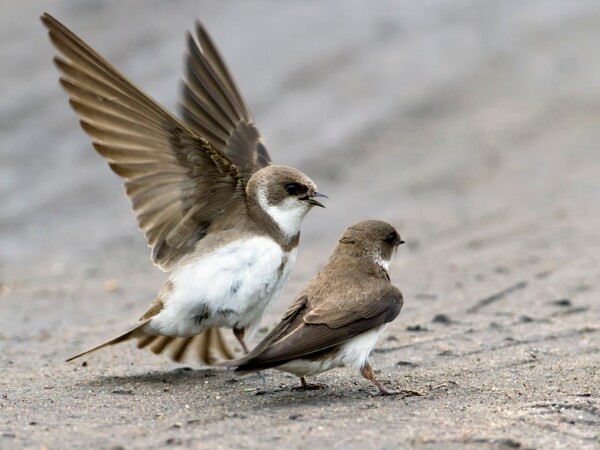 Sand Martin