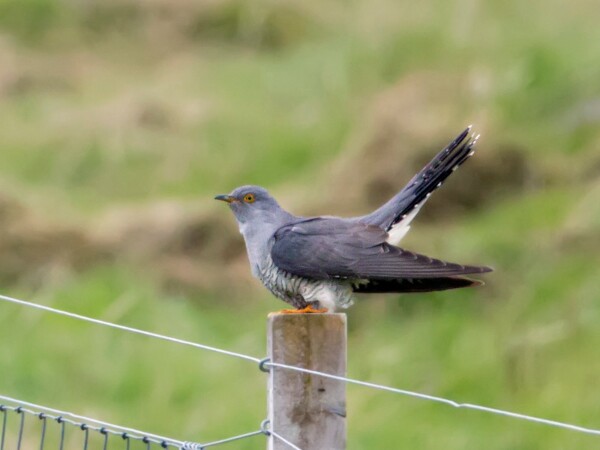 Cuckoo