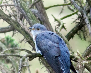 100512 Cuckoo Winterton dunes, Norfolk
