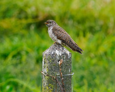 cuckoo170824 Cuckoo Langness, Isle of Man