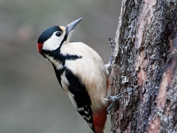 GS Woodpecker