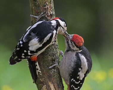 gsw10 Great-spotted Woodpecker Llanbedr, North Wales