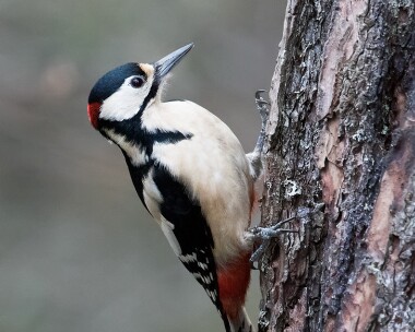 gsw210316 Great-spotted Woodpecker Loch Garten, Highlands