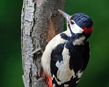gsw3 Great-spotted Woodpecker Spital, Wirral