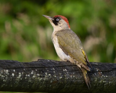 greenwoodpecker300626s Green Woodpecker Channock, Kent