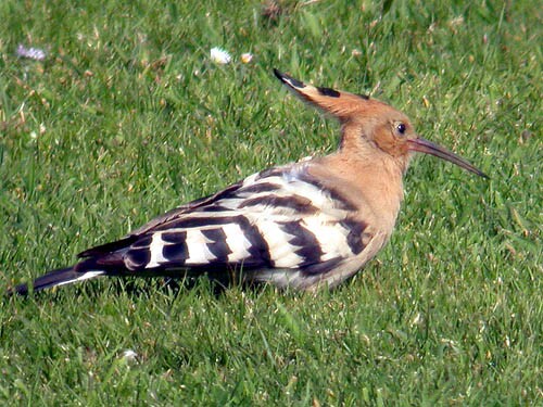 Hoopoe