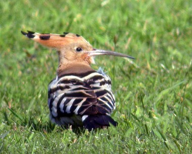 Hoopoe Hoopoe Castletown, Isle of Man
