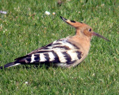 Hoopoe2 Hoopoe Castletown, Isle of Man