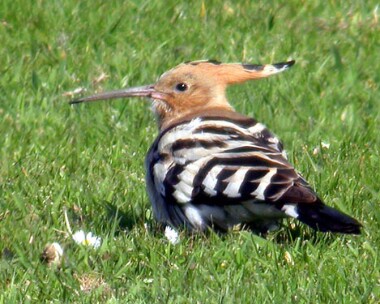 hoopoe5 Hoopoe Castletown, Isle of Man