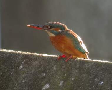kingfisher2 Kingfisher Ramsey, Isle of Man