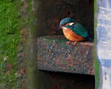 kingfisher290111 Kingfisher Ramsey, Isle of Man