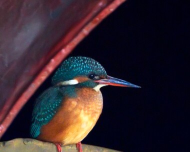kingfisher290111b Kingfisher Ramsey, Isle of Man