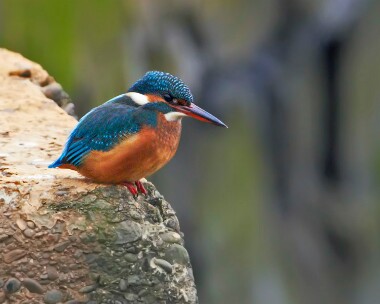 kingfisher300111b Kingfisher Ramsey, Isle of Man