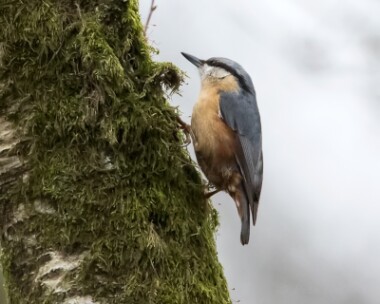 nuthatch070315 Nuthatch Ken Dee, Scotland
