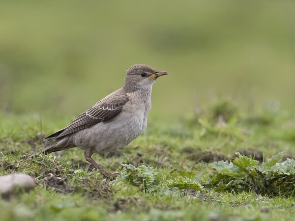 Rose-coloured starling
