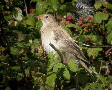 rosestarling1 Rose-coloured Starling Scarlett, Isle of Man