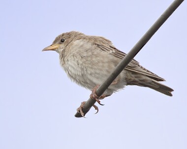 rosestarling10 Rose-coloured Starling Scarlett, Isle of Man