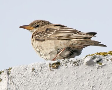 rosestarling15 Rose-coloured Starling Scarlett, Isle of Man