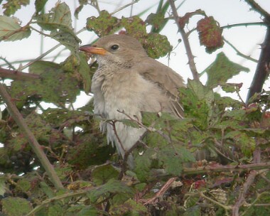 rosestarling2 Rose-coloured Starling Scarlett, Isle of Man