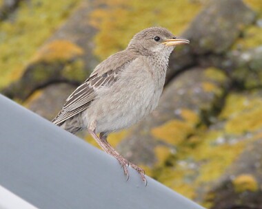 rosestarling5 Rose-coloured Starling Scarlett, Isle of Man