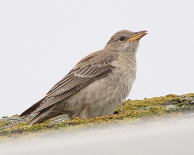 rosestarling7 Rose-coloured Starling Scarlett, Isle of Man