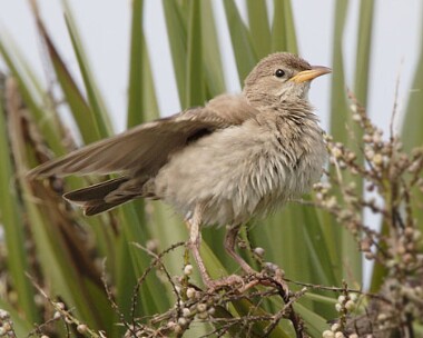 rosestarling8 Rose-coloured Starling Scarlett, Isle of Man