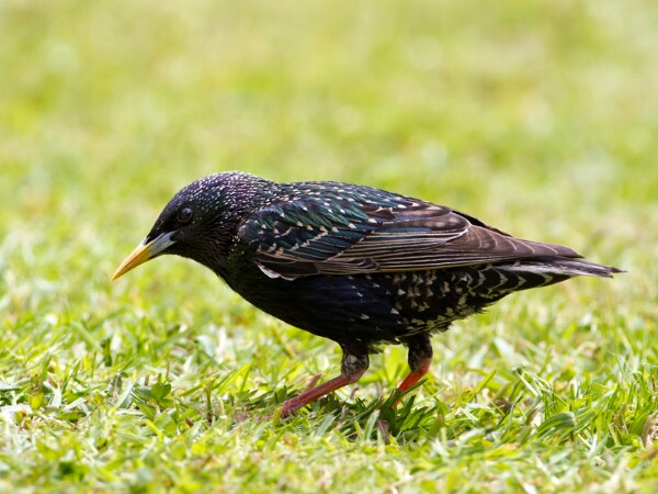 Starling