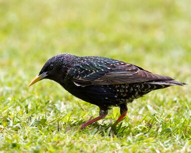 starling120511 Starling Douglas, Isle of Man