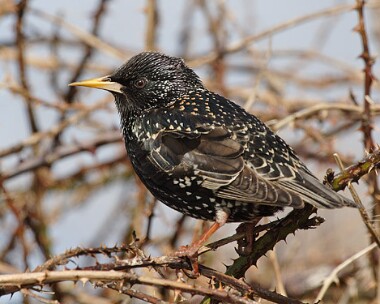 starling2 Starling Castletown, Isle of Man
