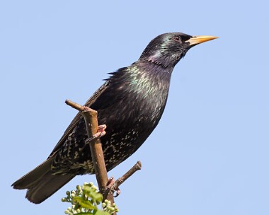starling3 Starling Castletown, Isle of Man