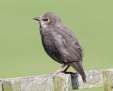 starling4 Starling Castletown, Isle of Man