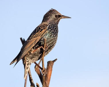 starling5 Starling Castletown, Isle of Man