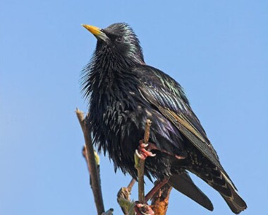 starling65 Starling Castletown, Isle of Man