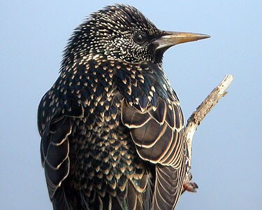 starlingbest Starling Castletown, Isle of Man