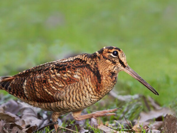Woodcock